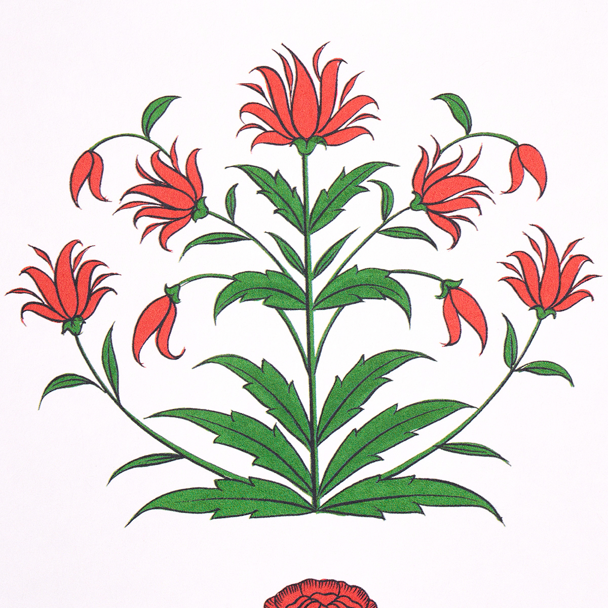 POPPY STRIPES gallery 2