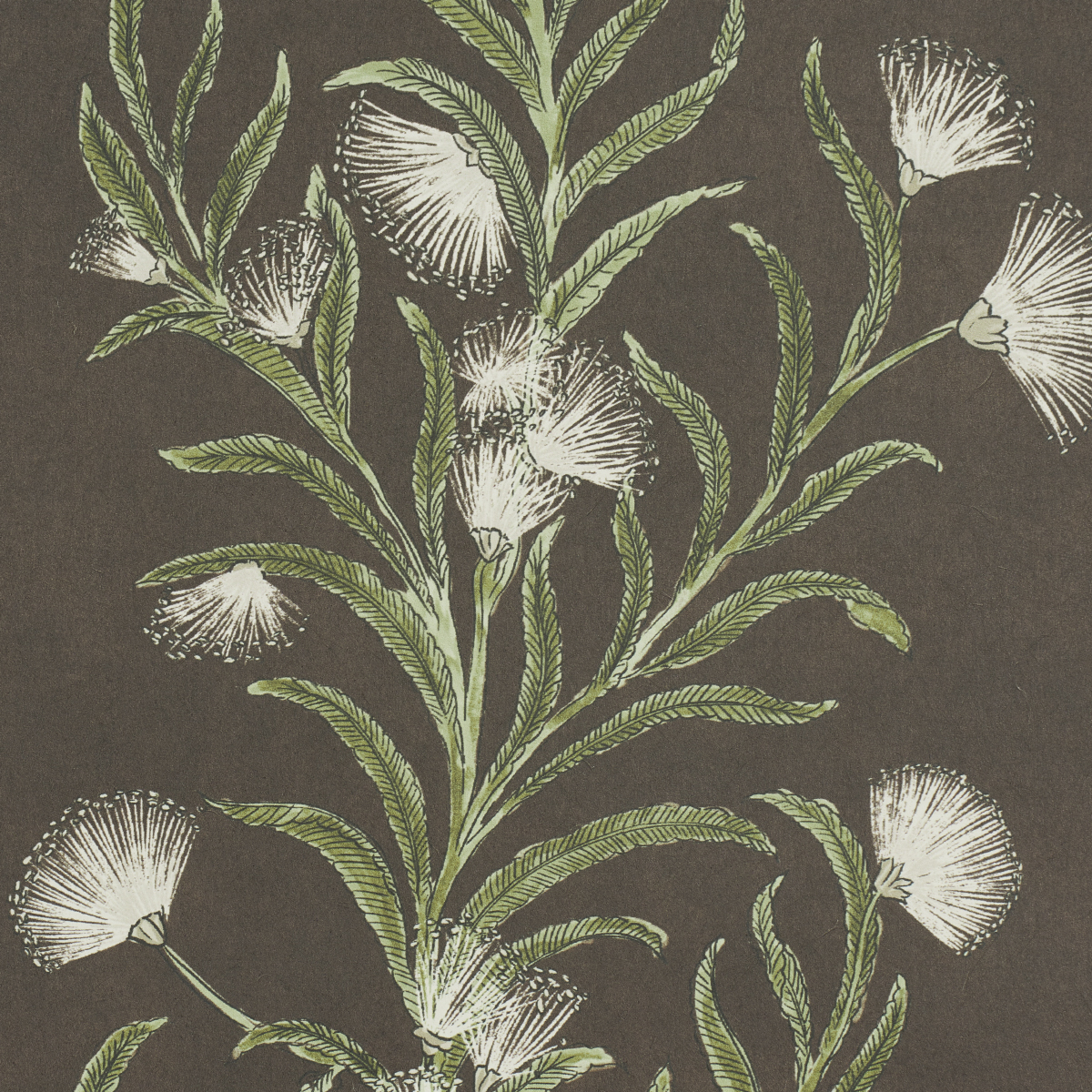 TASMANIAN MIMOSA gallery 2