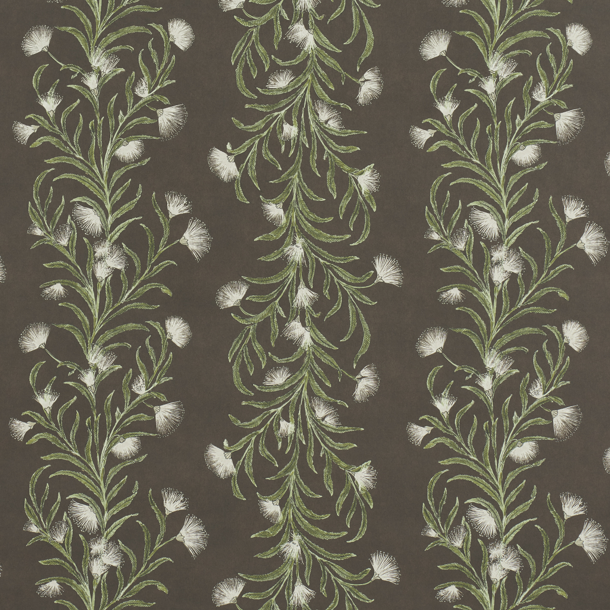 TASMANIAN MIMOSA — BROWN &GREEN