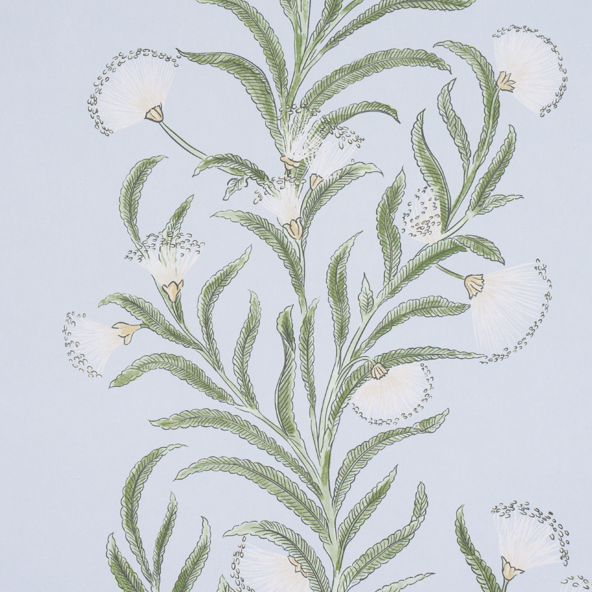 TASMANIAN MIMOSA gallery 2