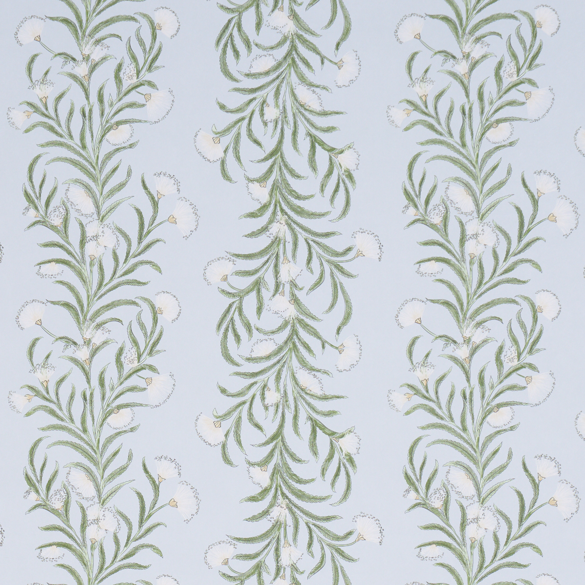 TASMANIAN MIMOSA wallpaper in SKY