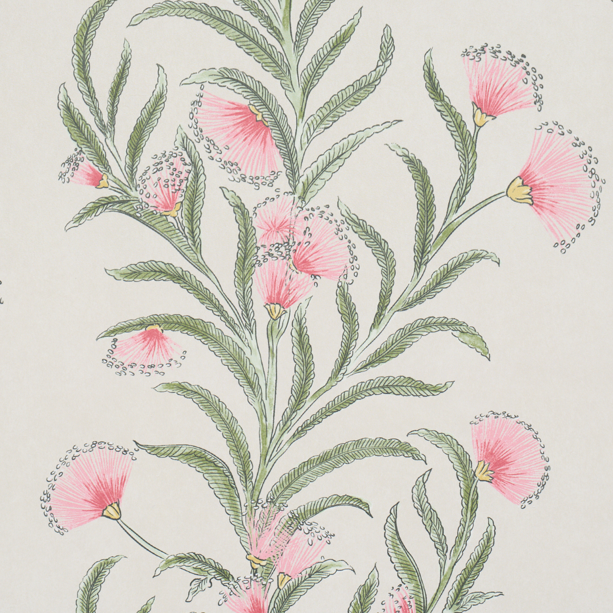 TASMANIAN MIMOSA gallery 2