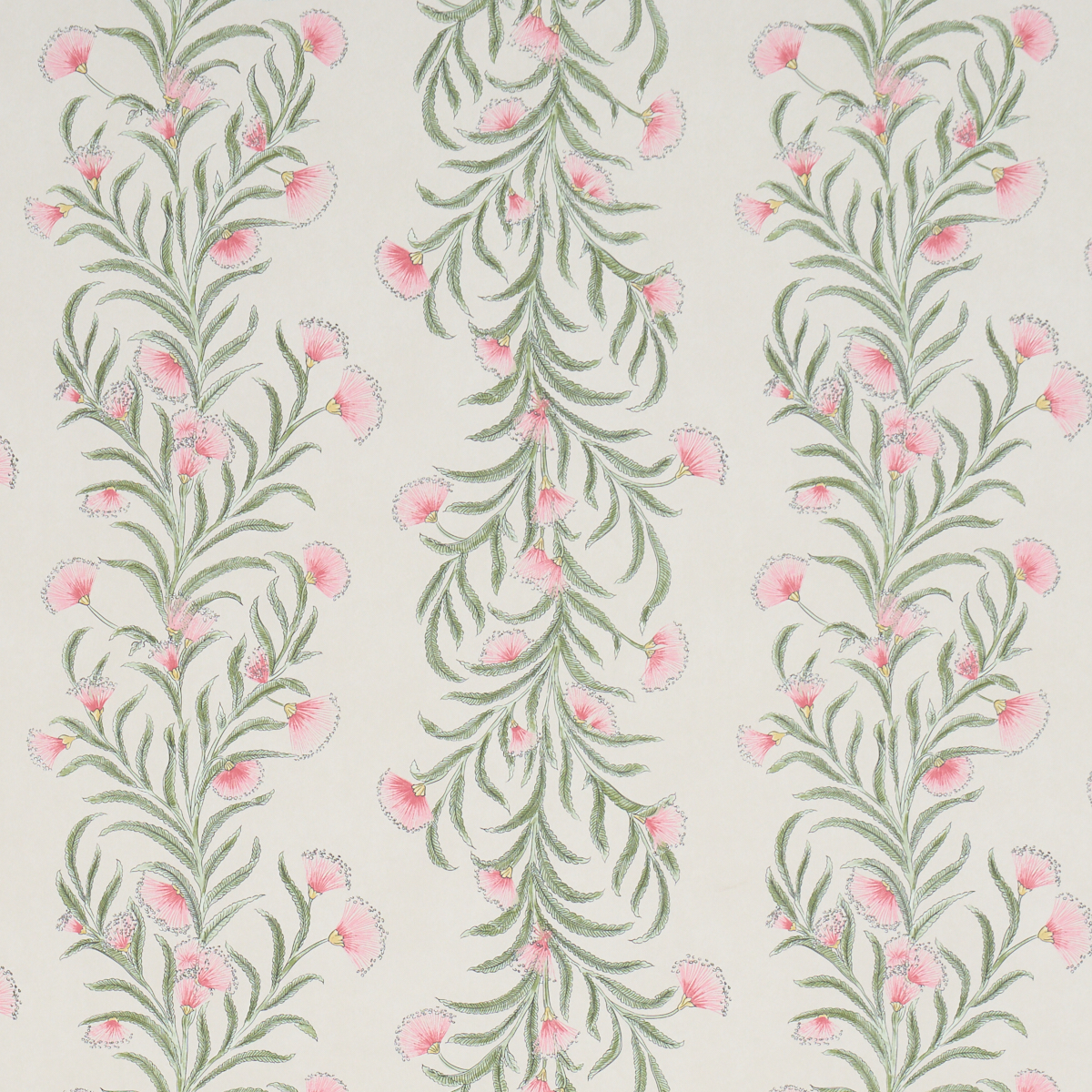 TASMANIAN MIMOSA wallpaper in PETAL