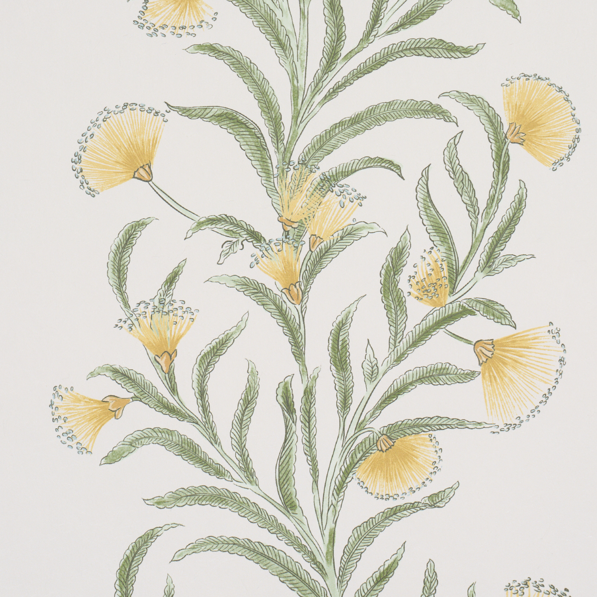 TASMANIAN MIMOSA gallery 2