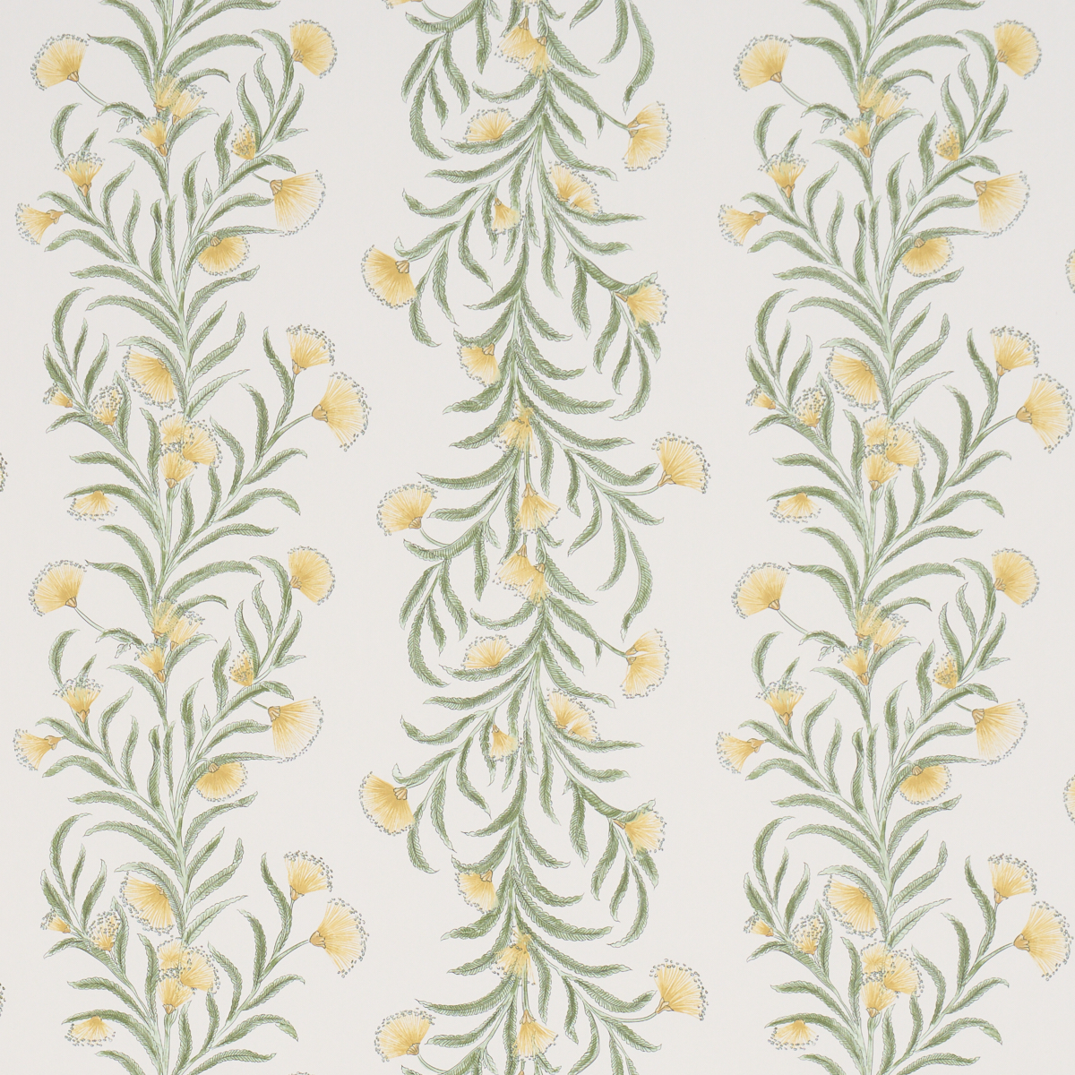 TASMANIAN MIMOSA — MARIGOLD