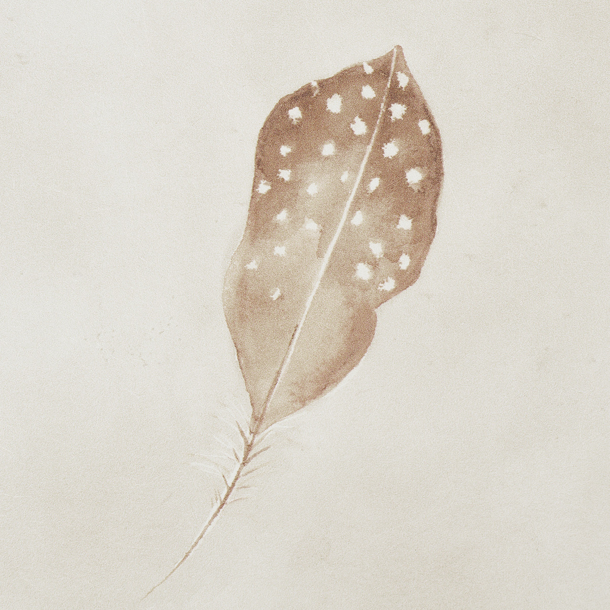 Woodland Feathers gallery 3