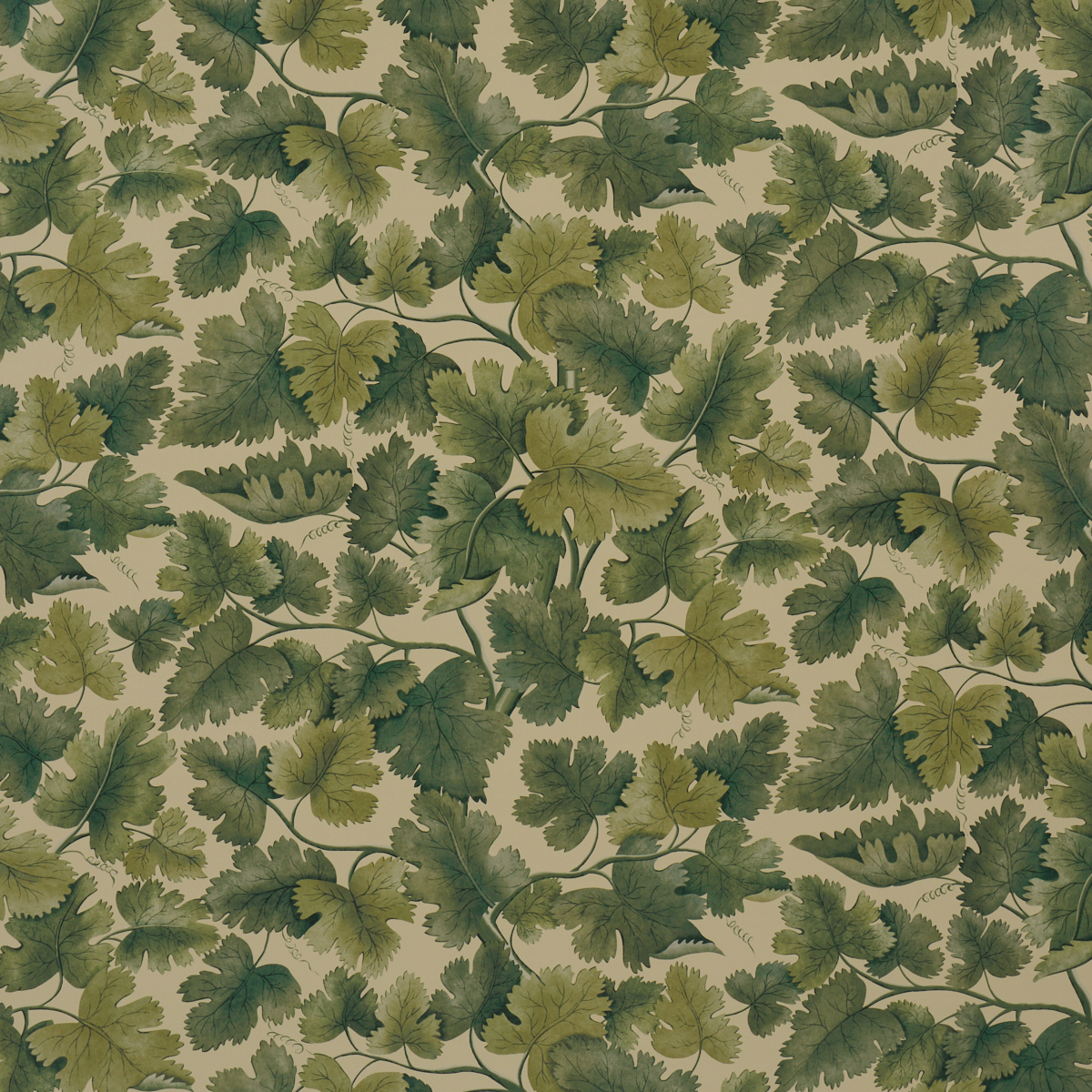 Edinburgh Vine — FOREST