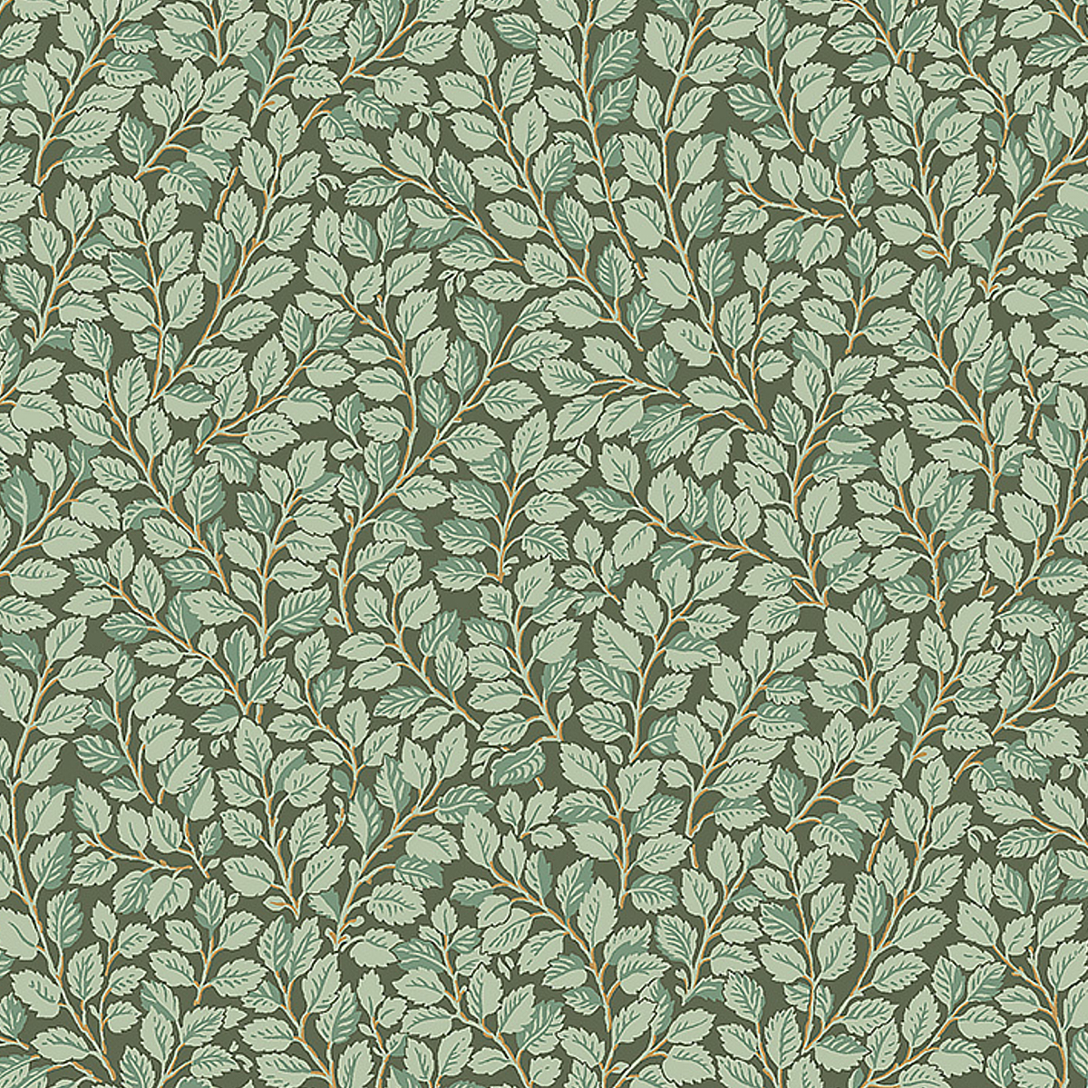 HAZEL — SPRUCE