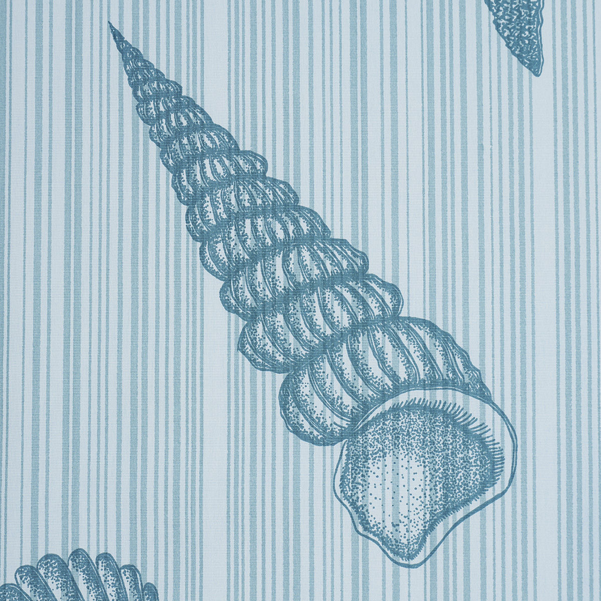 Seashells