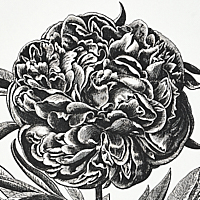 Cabot Botanical Large