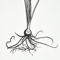 Cabot Botanical Large