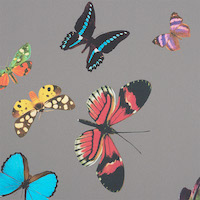 Queen's Flight Panel Set