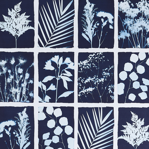 Cyanotype Panel