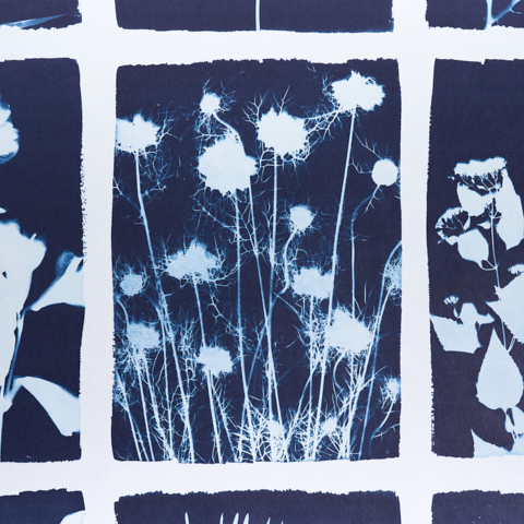 Cyanotype Panel