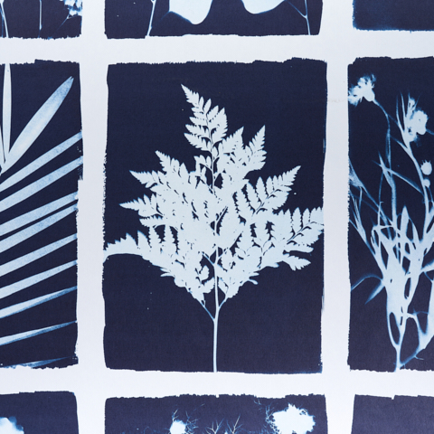 Cyanotype Panel