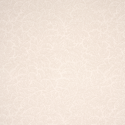 Bougainvillea Wallpapers - Neutral