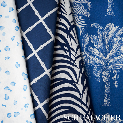 Zebra Palm Indoor/Outdoor