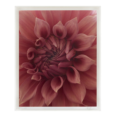 Dahlia - C