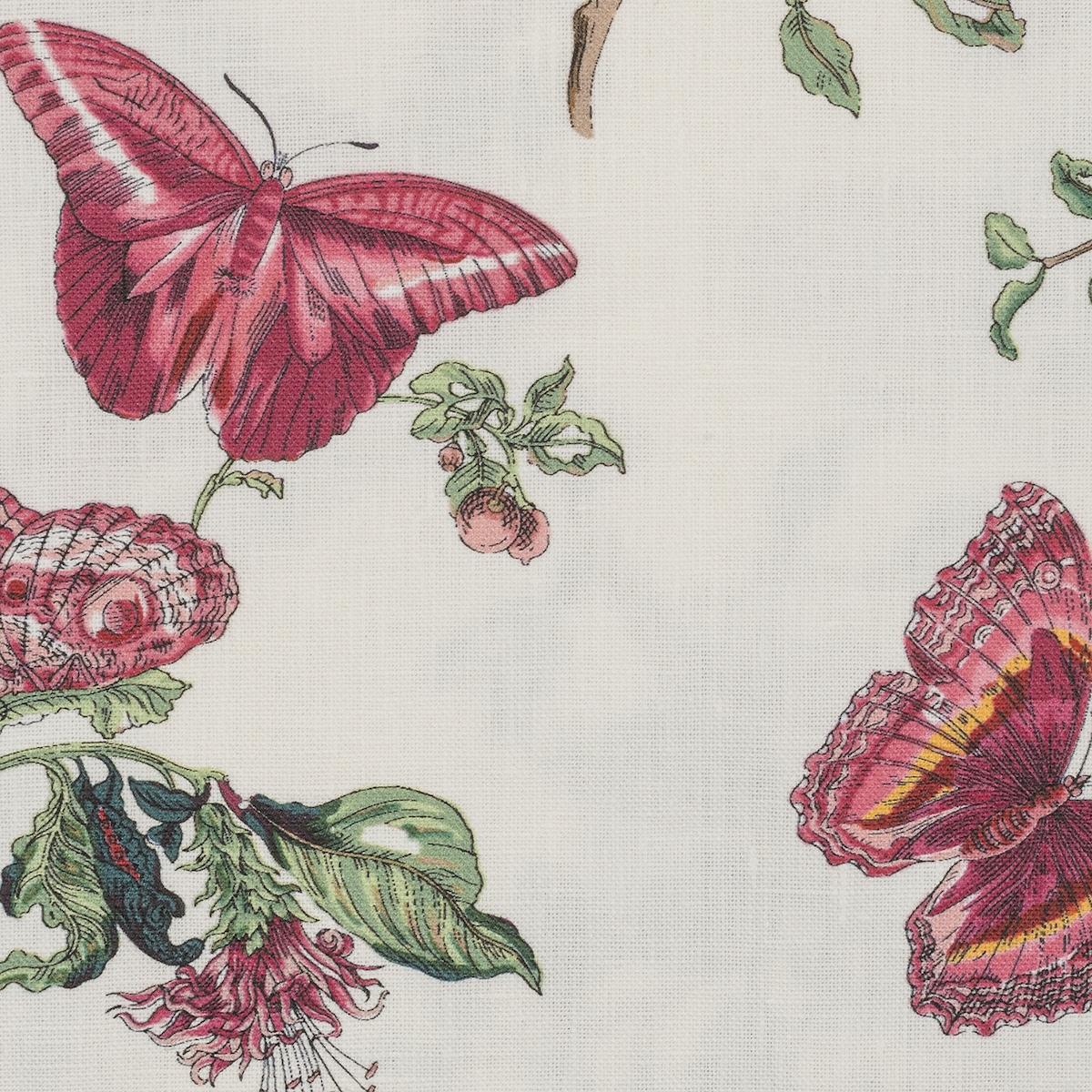 Baudin Butterfly Placemats (4)