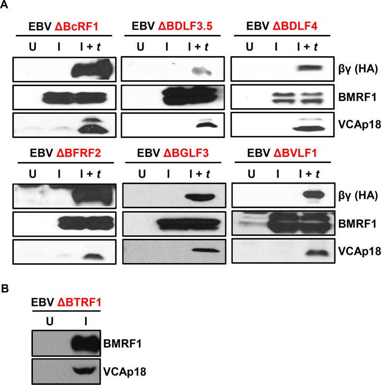 PA173003_Epstein Barr Virus p18 Polyclonal Antibody e브릭몰