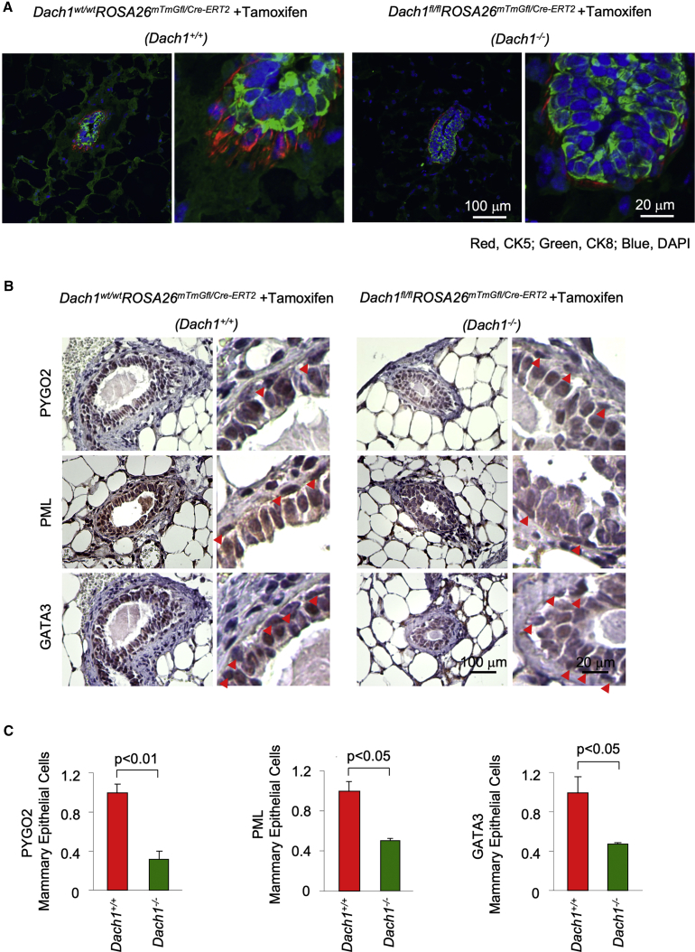 PA534878_PYGO2 Polyclonal Antibody e브릭몰