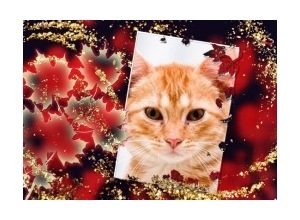 Moldura - Folhas E Fundo Vermelho