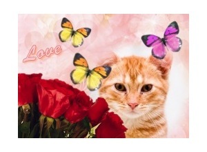 Moldura - Borboletas E Rosas