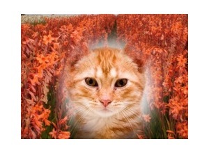 Moldura - Campo De Flores