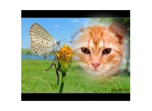 Moldura - Pequena Borboleta