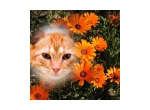 Moldura - Flores Laranjadas