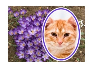 Moldura - Florzinhas Roxas