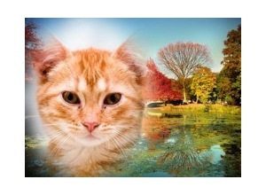 Moldura - Lago E Arvores