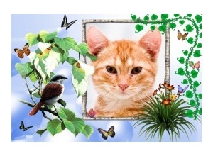 Moldura - Passaro E Borboletas