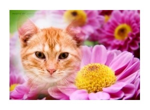 Moldura - Flores Caramelizadas