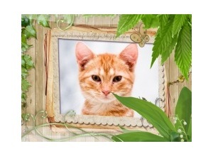 Moldura - Borboletinha