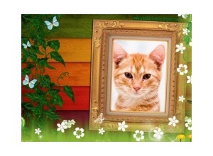 Moldura - Borboletas E Flores