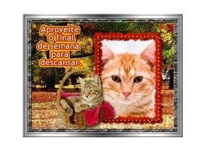 Moldura - Fim De Semana Gatinho