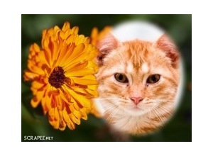 Moldura - Flor Laranjada