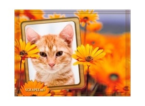 Moldura - Flores Laranja Com Moldura