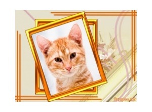 Moldura - Quadros Dourados