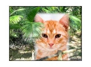 Moldura - Entre Folhas