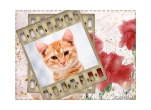 Moldura - Flores Vermelhas