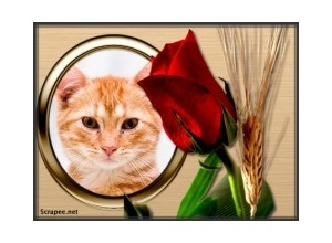 Moldura - Botao De Rosa