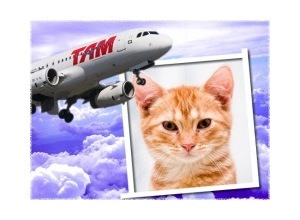 Moldura - Boeing Tam Linhas Aereas