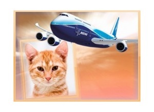 Moldura - Boeing Azul