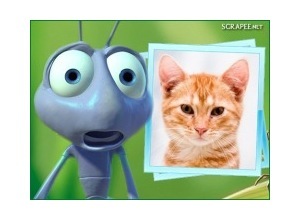 Moldura - Vida De Inseto