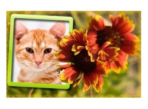 Moldura - Duas Flores Vermelhas