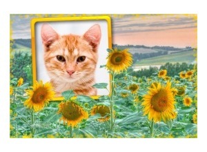 Moldura - Girassois Hdr