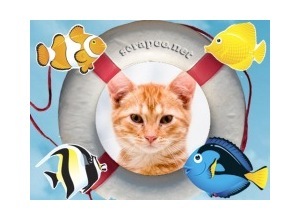 Moldura - Cardume De Peixers