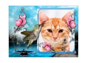 Moldura - Beija Flor